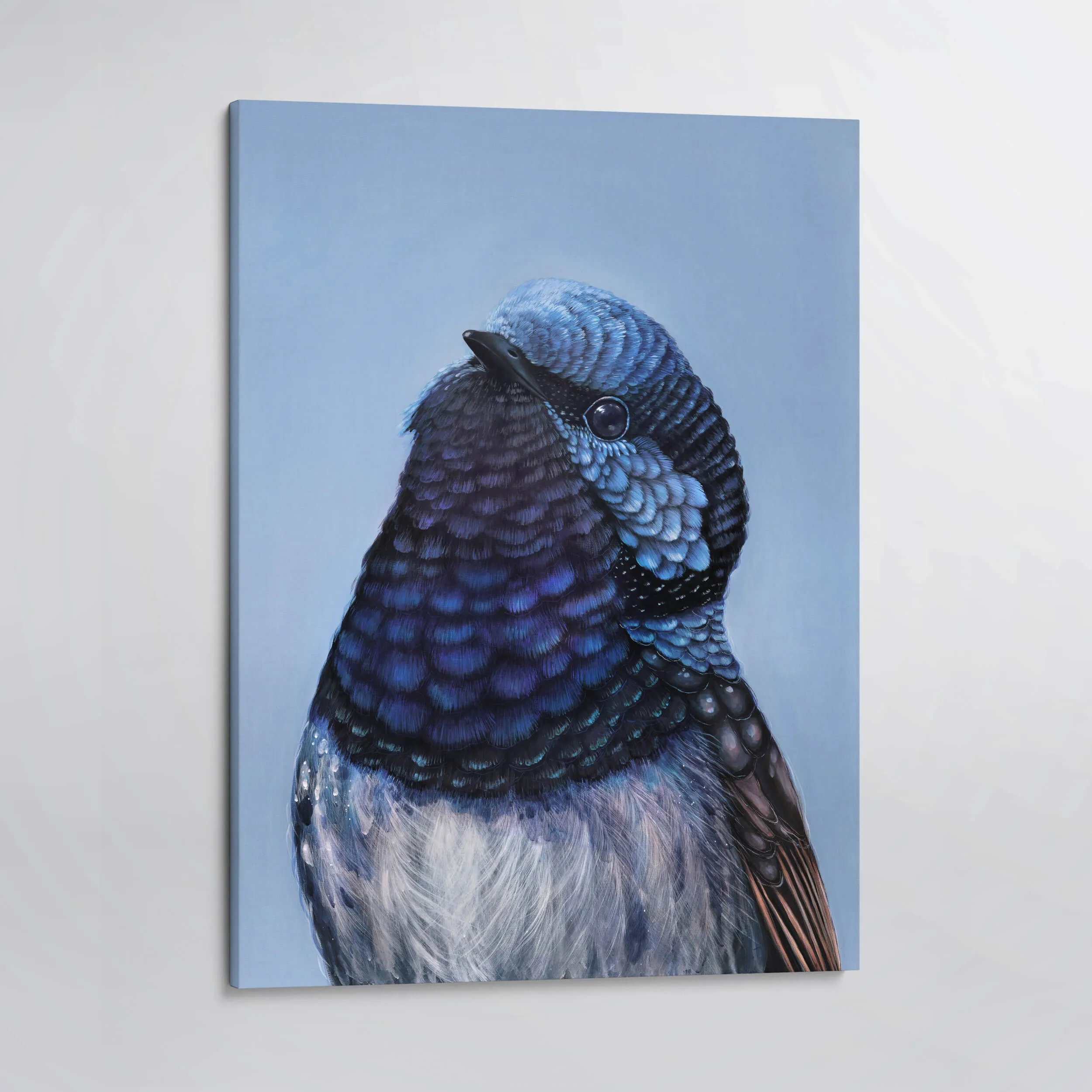 Bobby the Superb Fairy Wren canvas print